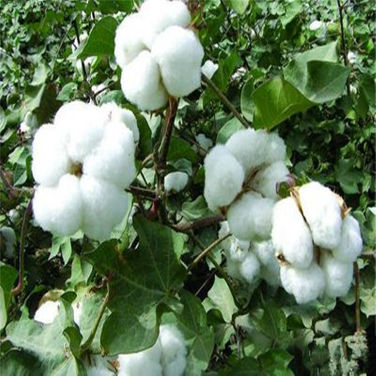 廠傢供應現貨絮棉 山東棉花 河北棉花 新疆長絨棉花 無網棉胎工廠,批發,進口,代購