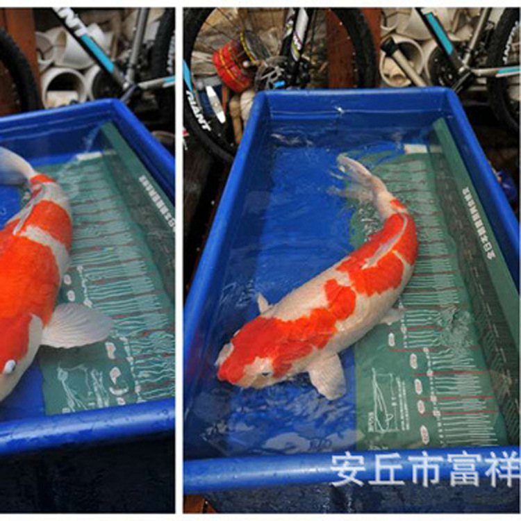 加工定製 軟體可拆卸養魚池 各種立體可安裝水箱 活魚運輸箱 直銷批發・進口・工廠・代買・代購