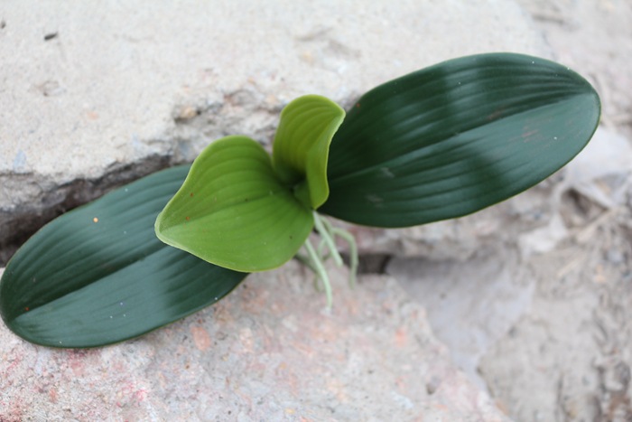 仿真蝴蝶蘭葉子PU蝴蝶蘭花葉子批發手感過膠蝴蝶蘭花葉子蘭花專用工廠,批發,進口,代購