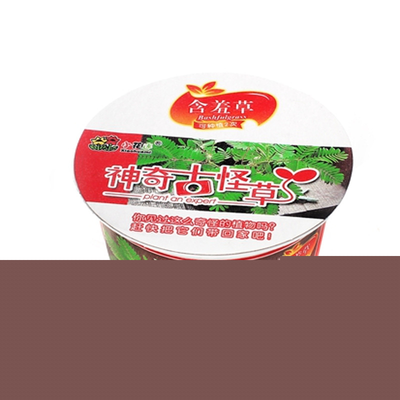 親親花園含羞草迷你盆栽創意新奇禮品園藝種植工藝禮品廠傢直銷工廠,批發,進口,代購