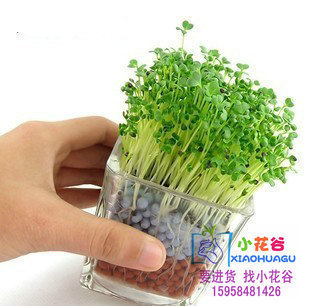 清倉處理 負離子陶碳球水培系列 辦公室園藝迷你植栽 玻璃瓶批發・進口・工廠・代買・代購