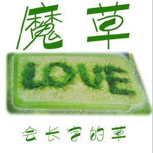 魔草小植物盆景/迷你小花小草寫字草植物草坪盆栽室內批發・進口・工廠・代買・代購