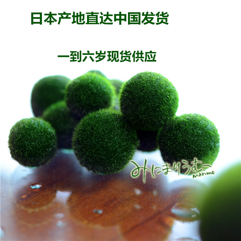 【日本正品marimo】幸福海藻球 球藻微景觀 創意植物盆栽水培植物工廠,批發,進口,代購