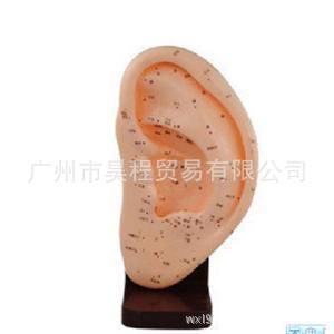 人體耳針灸模型，人體耳解剖圖形22CM耳針灸按摩保健模型工廠,批發,進口,代購