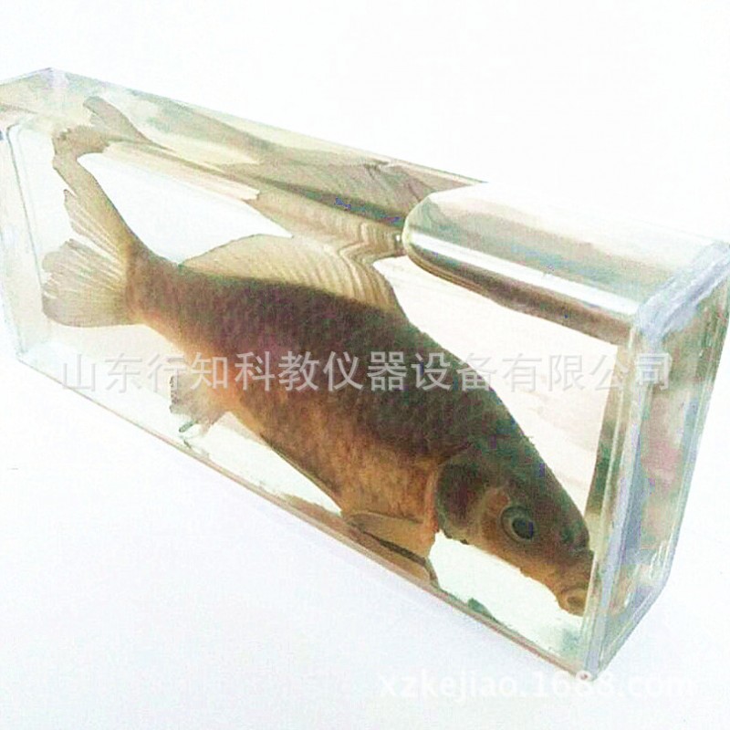 魚解剖浸製標本43001生物浸製標本教學模型教學機器生產廠傢工廠,批發,進口,代購