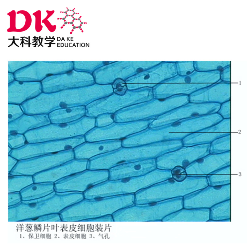 促銷顯微鏡專用生物標本切片 洋蔥表皮裝片工廠,批發,進口,代購