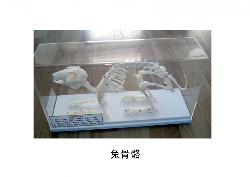 兔骨骼標本工廠,批發,進口,代購