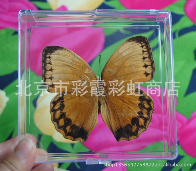 蝴蝶標本  教學用具  透明精美  收藏送人 可加印LOGO工廠,批發,進口,代購