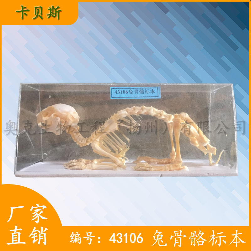 兔骨骼標本模型J43106兔骨骼標本 兔子模型中學生物教學機器工廠,批發,進口,代購