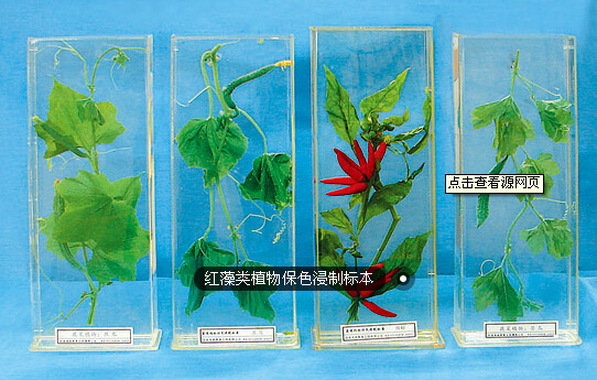 供應紅藻類植物保色浸製標本工廠,批發,進口,代購