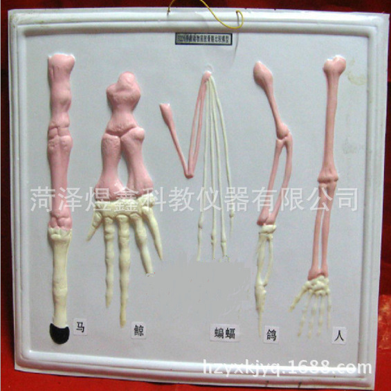 教學機器 椎動物前肢骨骼比較模型 J3226 高中生物實驗器材工廠,批發,進口,代購