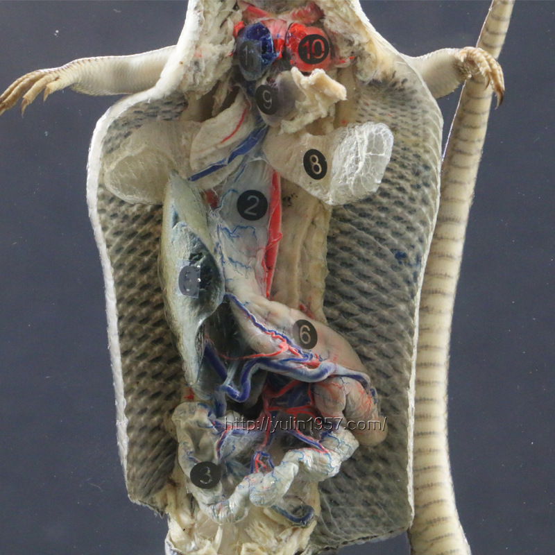 蜥蜴解剖包埋標本 全身解剖 器官標註清晰工廠,批發,進口,代購