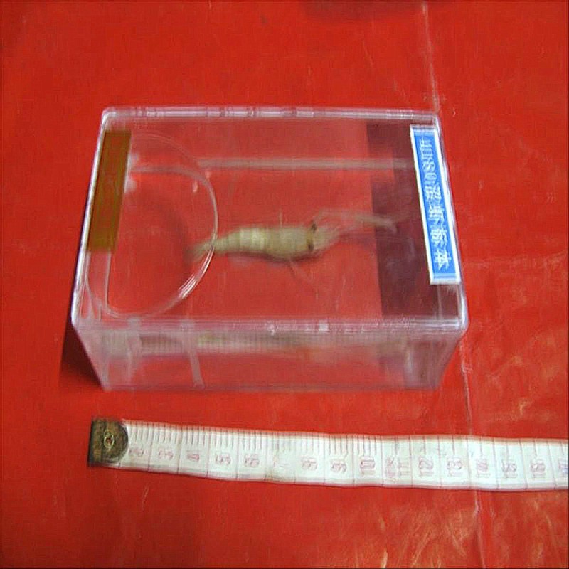 沼蝦標本 J4180  初中、高中生物標本 教學機器 實驗器材工廠,批發,進口,代購