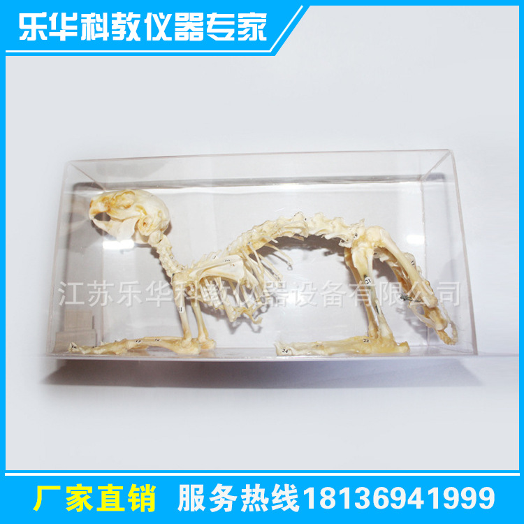 鴿骨骼標本 生物科教標本  樹脂標本 歡迎選購工廠,批發,進口,代購