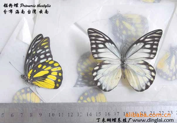 供應天然蝴蝶標本 昆蟲標本 工藝品 傢具飾品批發・進口・工廠・代買・代購