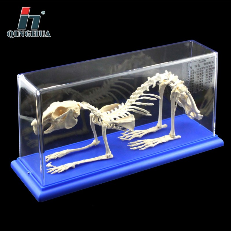 青華43106兔子骨骼標本初高中生物標本科教機器醫學動物研究講解工廠,批發,進口,代購