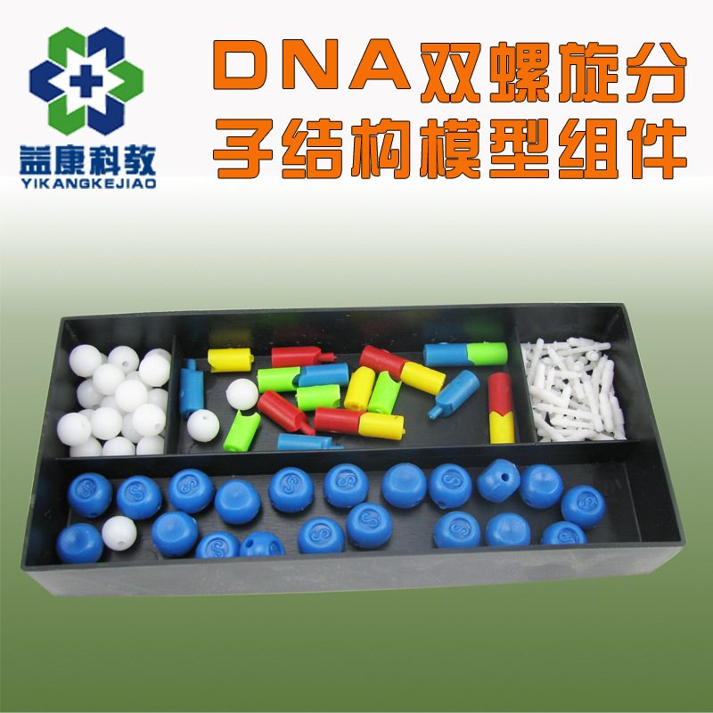 DNA雙螺旋分子結構模型組件工廠,批發,進口,代購