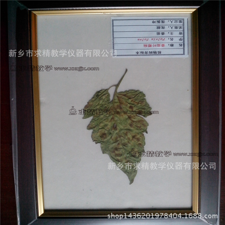 供應新鄉求精廠傢生產批發的植物病理標本，精裝標本-番茄葉黴病工廠,批發,進口,代購