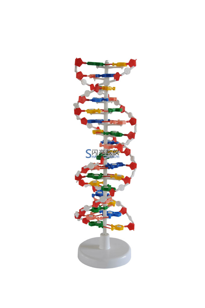 DNA結構模型，生物課程演示教具，生物模型工廠,批發,進口,代購