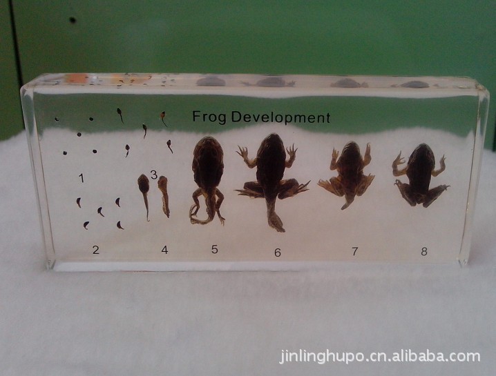 昆蟲琥珀標本 青蛙生活史 教學標本 生物教學器材 教學用品工廠,批發,進口,代購