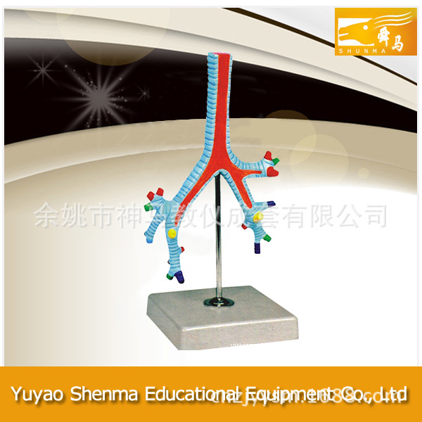 供應支氣管教學模型 廠傢直銷各類生物及醫療模型工廠,批發,進口,代購