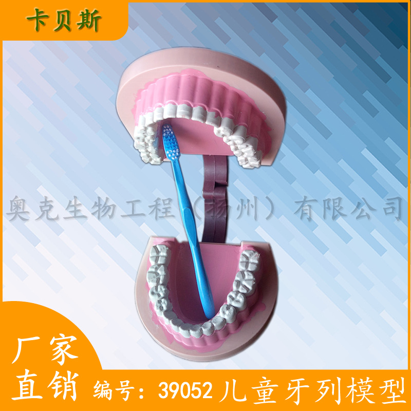 牙科材料齒科耗材口腔器械教學模型假牙牙齒兒童牙列模型工廠,批發,進口,代購