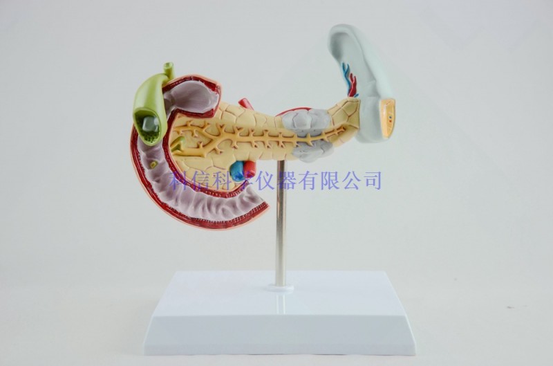 胰批十二指腸模型 胰腺模型 肝模型 教用醫用 病理模型批發・進口・工廠・代買・代購