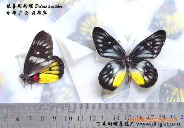 供應昆蟲標本 天然蝴蝶標本 個人飾品 辦公裝飾批發・進口・工廠・代買・代購