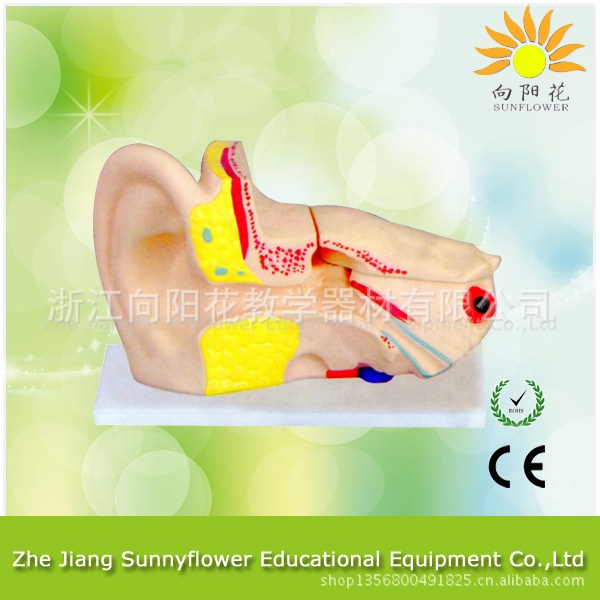 耳朵放大模型 放大6倍，生物醫療教學模型工廠,批發,進口,代購