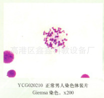 專業生產大量教學用品人體組織教學切片50張起批批發・進口・工廠・代買・代購