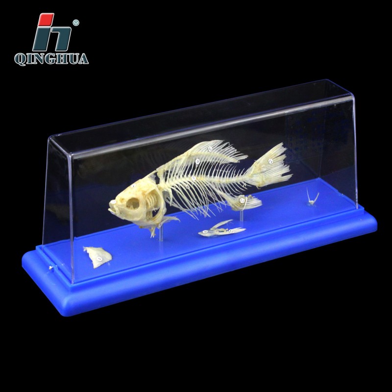 青華43107魚骨骼標本初高中生物標本科教機器醫學動物研究講解工廠,批發,進口,代購