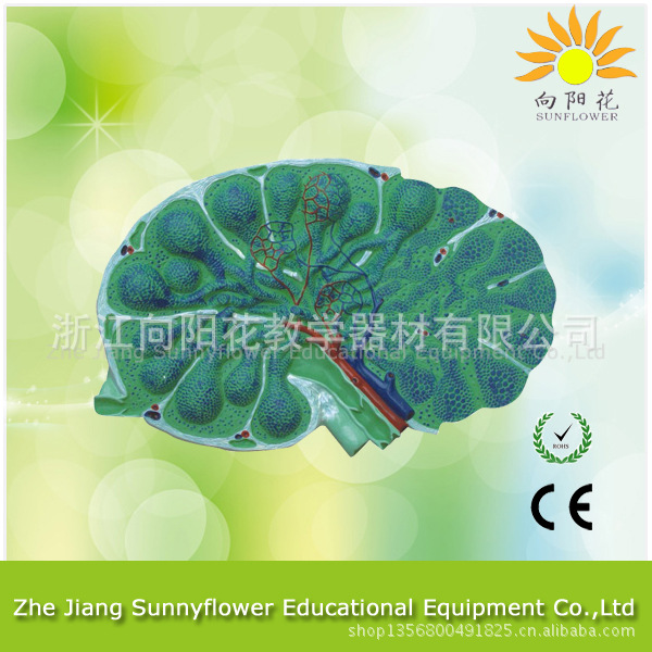 3318淋巴結模型 生物醫療教學模型工廠,批發,進口,代購