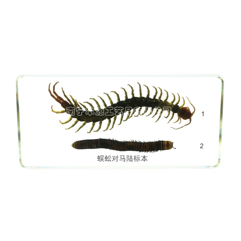 昆蟲琥珀標本 DB013蜈蚣對馬陸標本 中小學生物教學有機包埋標本工廠,批發,進口,代購