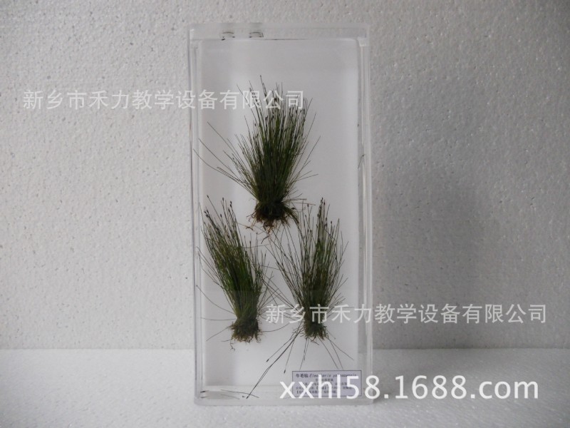 莎草科植物保色浸製標本牛毛氈  濕生植物標本  教學科研展示標本工廠,批發,進口,代購