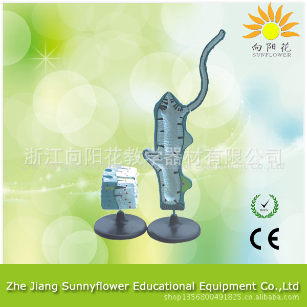 3214水螅解剖模型 兩部件 生物醫療教學模型工廠,批發,進口,代購