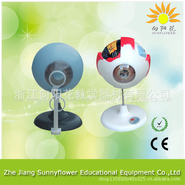 3309 眼球解剖模型 6倍大 帶底座工廠,批發,進口,代購