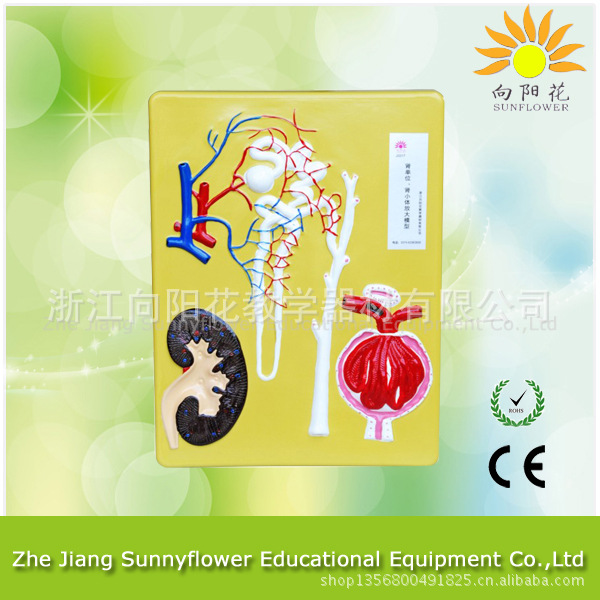 腎單位，腎小體，放大模型 生物醫療模型工廠,批發,進口,代購