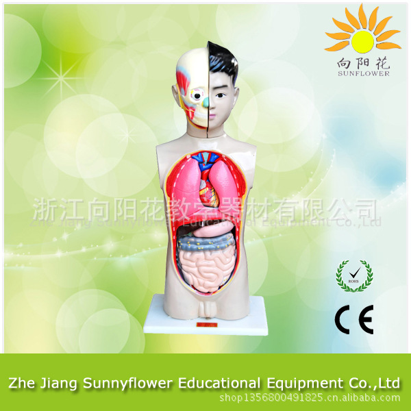 人體兒童半身教學模型 65CM 醫療教學模型 9部件工廠,批發,進口,代購