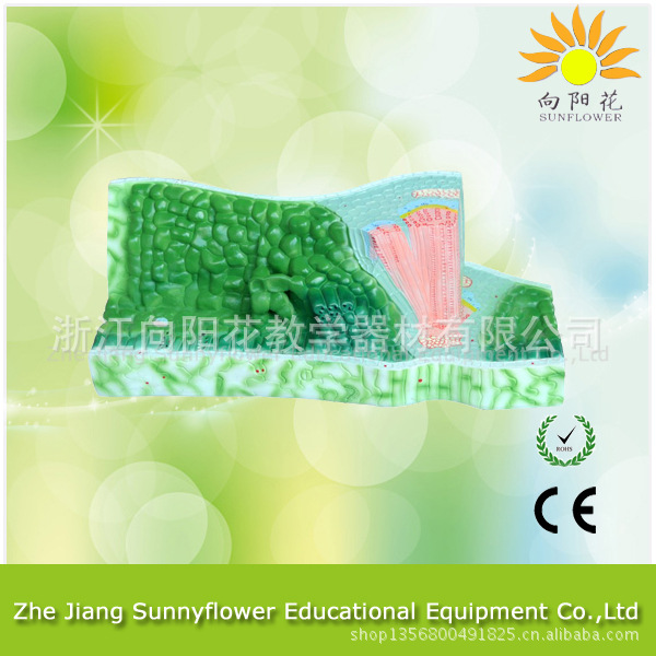 3206 中構造模型 生物醫療模型工廠,批發,進口,代購