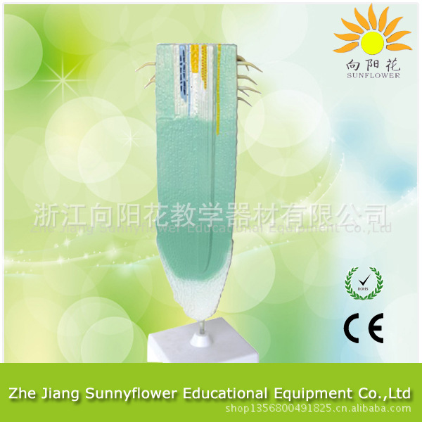 3202 根縱剖模型 生物醫療教學模型工廠,批發,進口,代購
