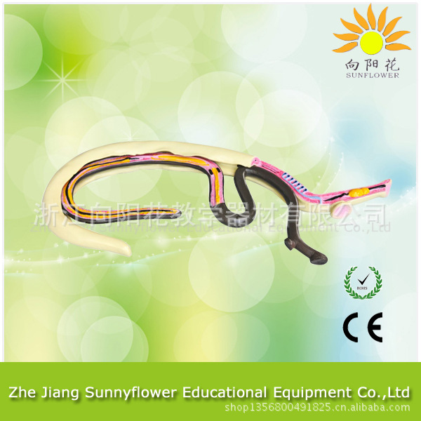 3232血吸蟲模型 生物醫療教學模型工廠,批發,進口,代購