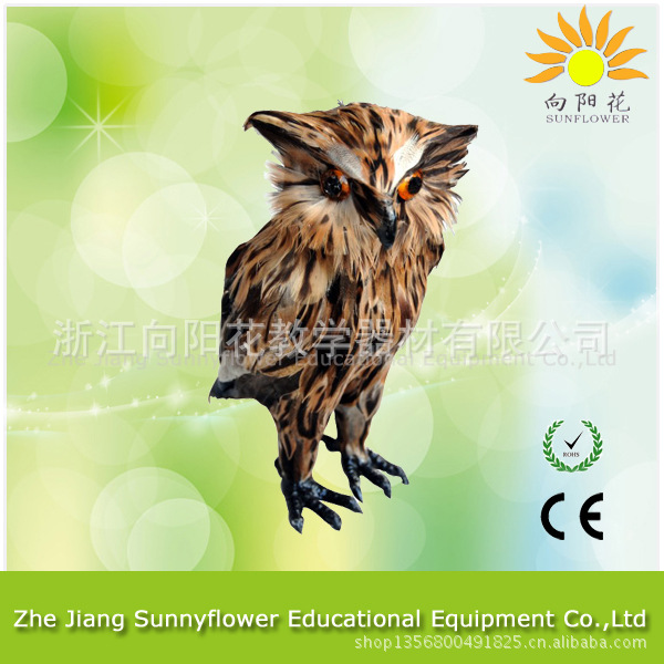 3239 仿真貓頭鷹 生物醫療教學模型工廠,批發,進口,代購