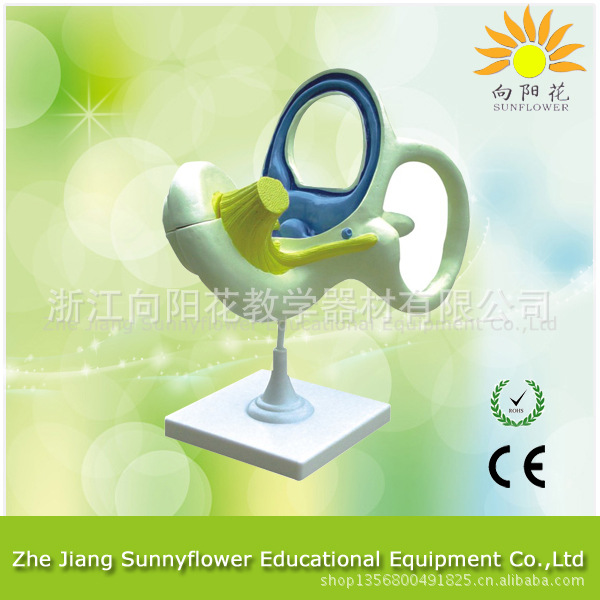 3313 內耳迷路放大模型 放大18倍 生物教學模型工廠,批發,進口,代購