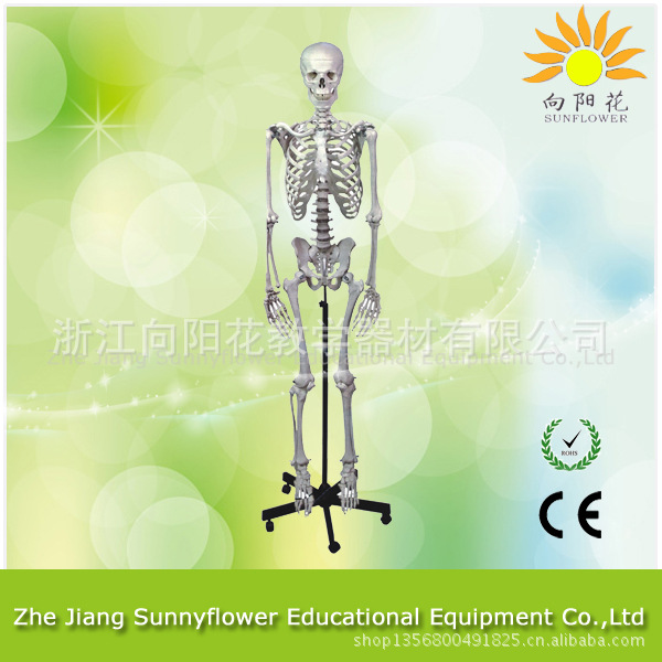 人體骨骼模型 自然大 170CM 帶底座 生物教學模型工廠,批發,進口,代購