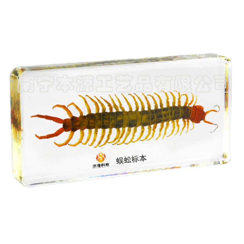 包埋標本 昆蟲標本 WX014蜈蚣標本 人工琥珀書鎮 琥珀水晶工藝品工廠,批發,進口,代購
