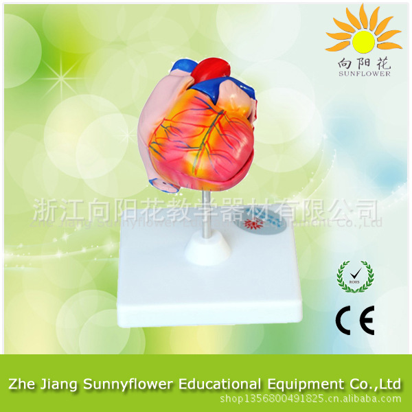 心臟解剖模型 自然大 兩部件工廠,批發,進口,代購