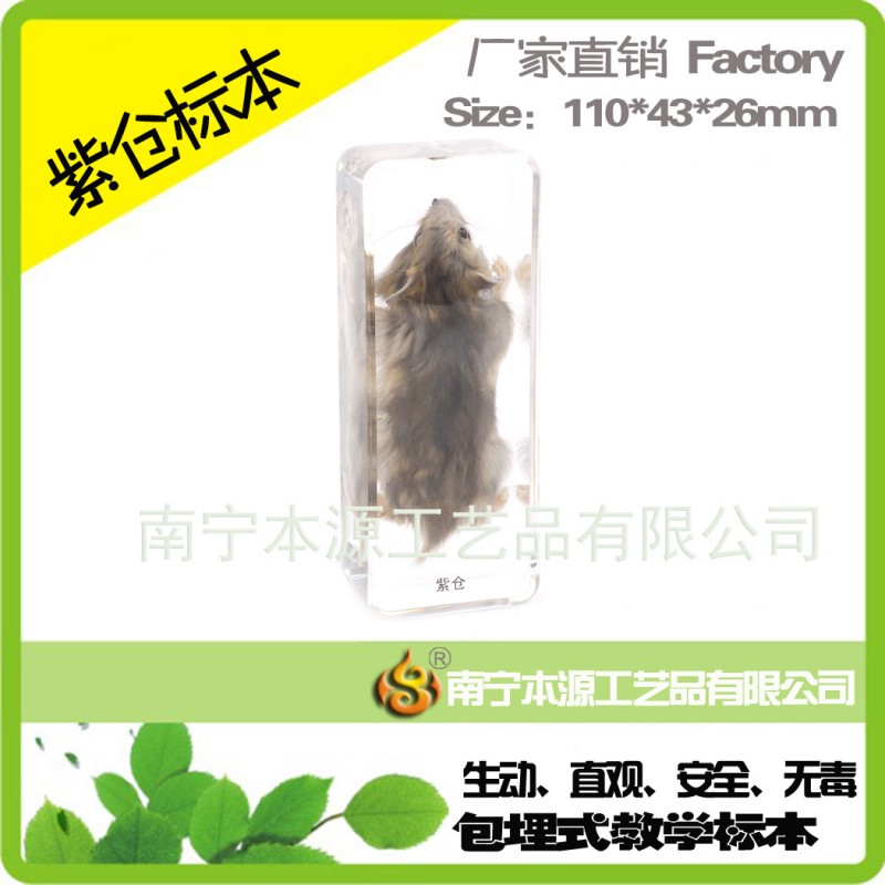 包埋標本 動物標本 紫倉標本 人工琥珀書鎮 中小學益智教學標本工廠,批發,進口,代購