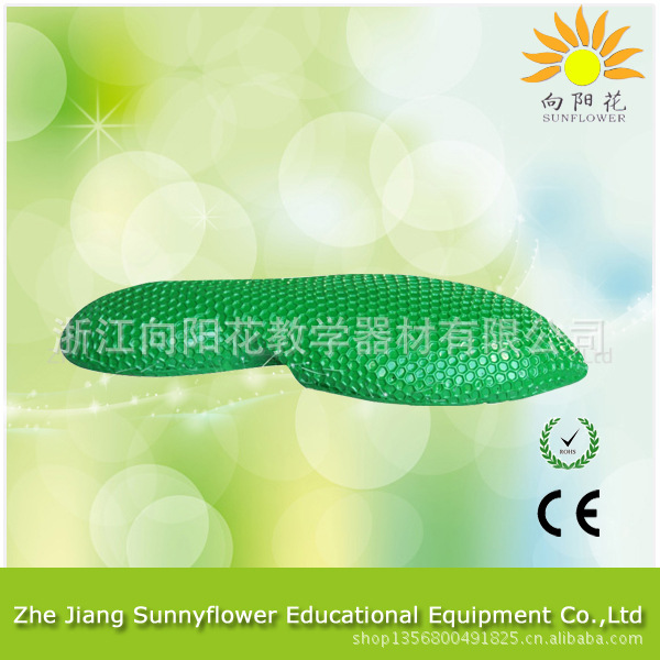 3219草履蟲模型 生物醫療教學模型工廠,批發,進口,代購