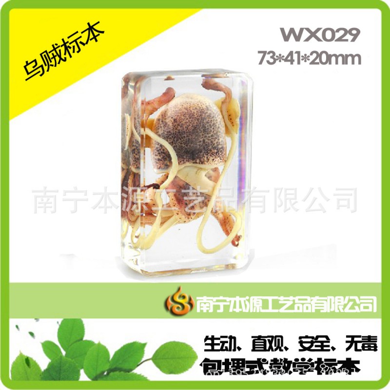 WX029烏賊標本 書鎮類包埋式教學用品軟體動物人工琥珀工藝品工廠,批發,進口,代購