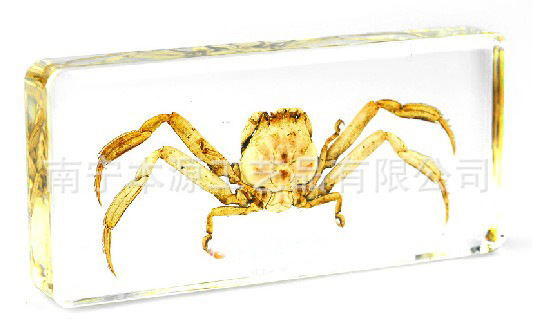 WX018關公蟹標本 琥珀水晶飾品擺飾書鎮 包埋生物標本教學教具工廠,批發,進口,代購